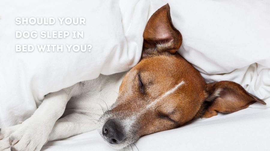 Should your dog sleep in the bed with you?