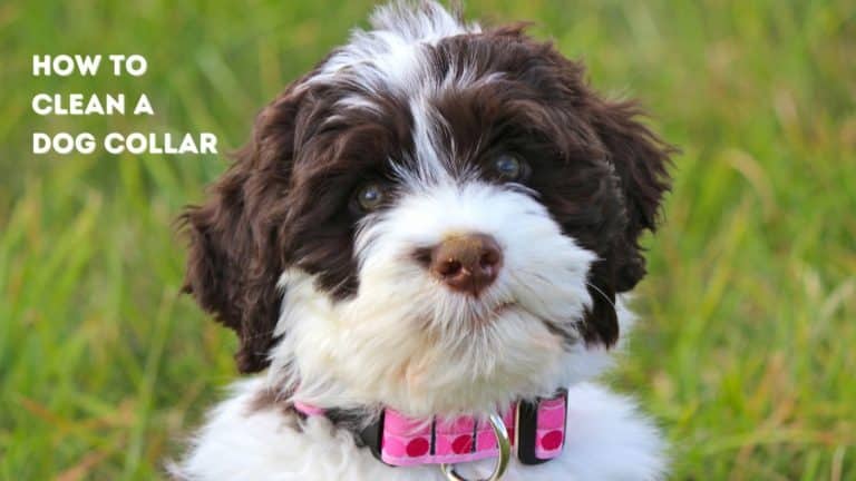 How to Clean Dog Collars