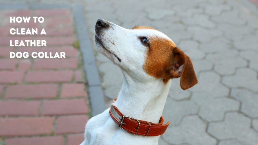 How to clean a leather dog collar?