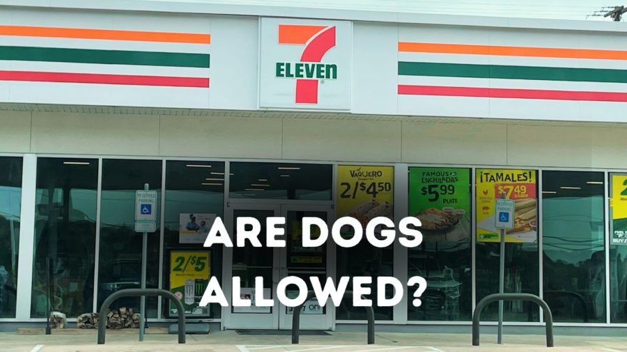 Can I bring my dog to 7-11?