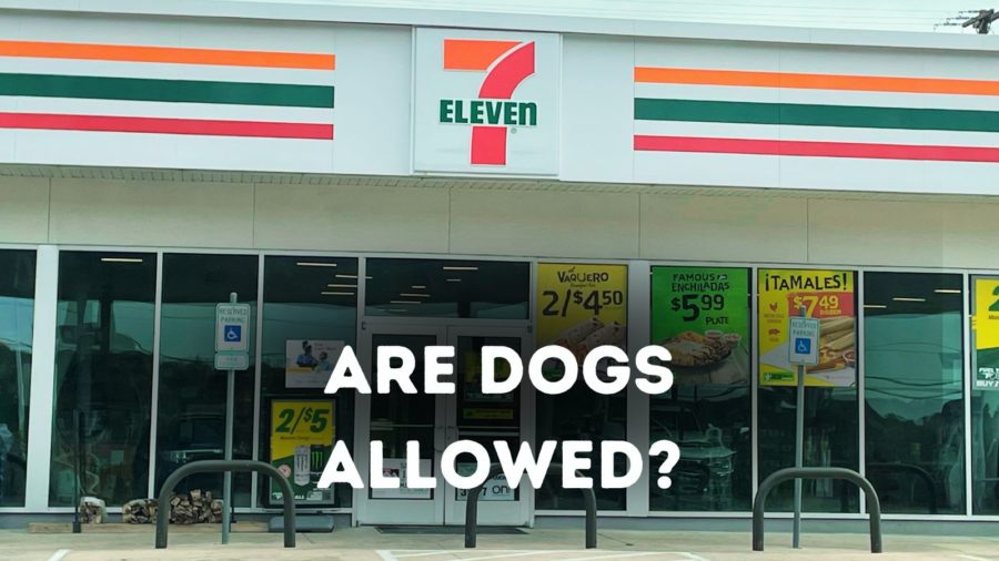 Can I bring my dog ​​to 7-11?