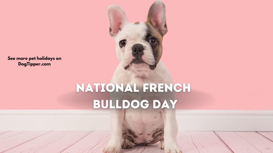 Ang Frenchie ay ipinagdiriwang taun-taon sa National French Bulldog Day. 