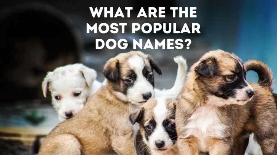 Most common dog names in US and UK