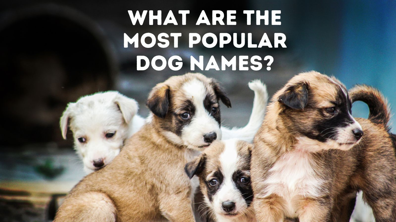 what is the most popular dog name