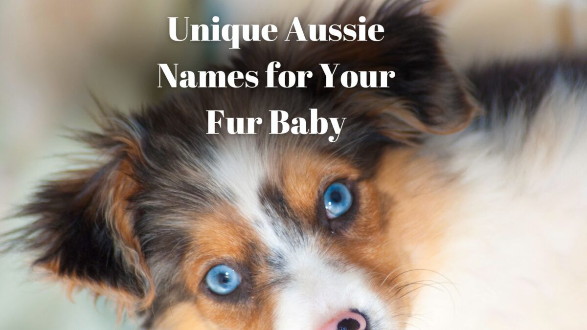 unique-australian-shepherd-names-for-your-one-of-a-kind-fur-baby