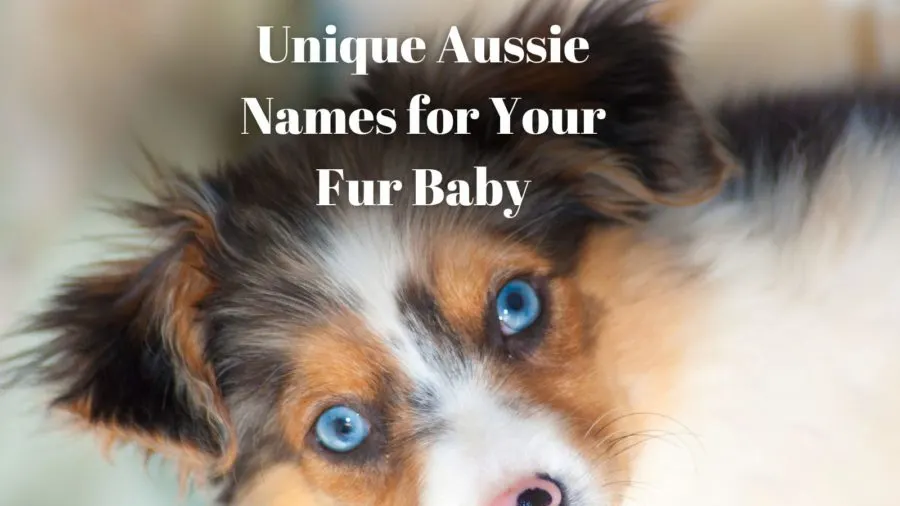 Unique Australian Shepherd Names for Your One-of-a-Kind Fur Baby 🐶