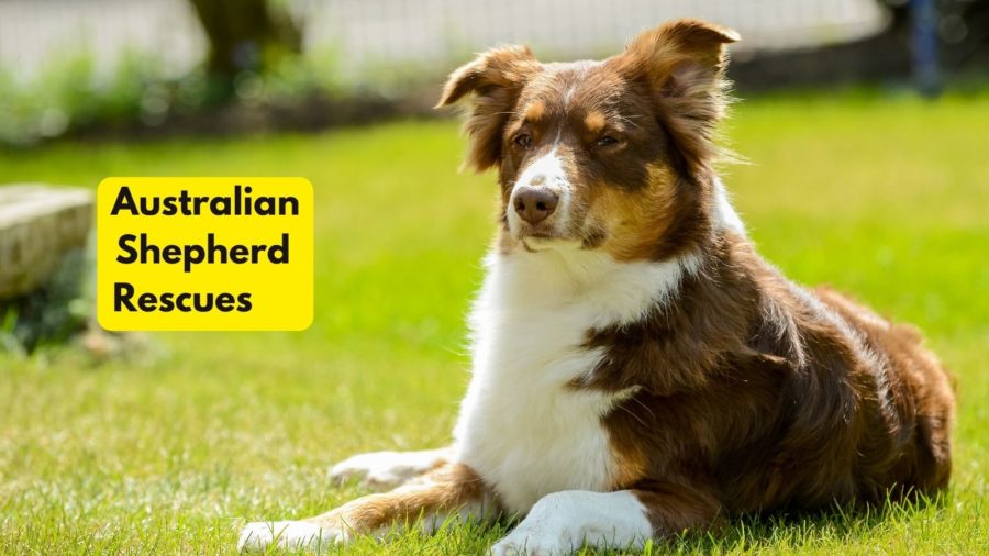 What is the price of an Australian Shepherd at a rescue?