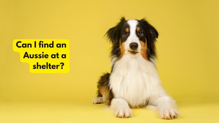 How much does an Australian Shepherd cost at a shelter?