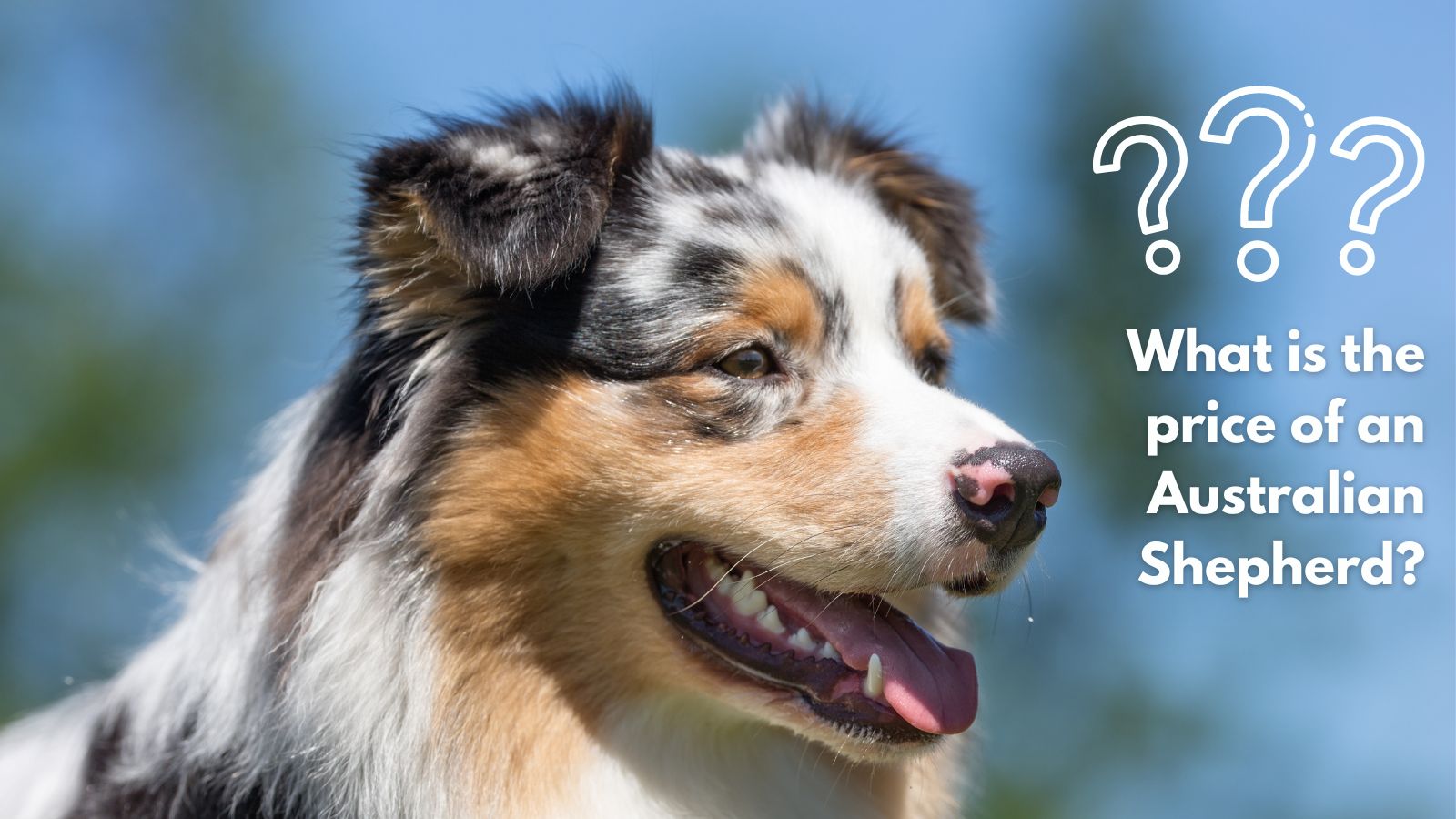 Australian Shepherd dog breed information & cost