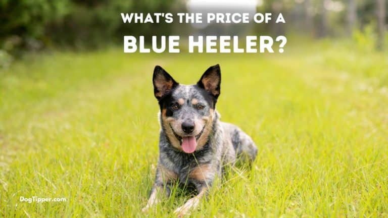 What’s the Price of a Blue Heeler?