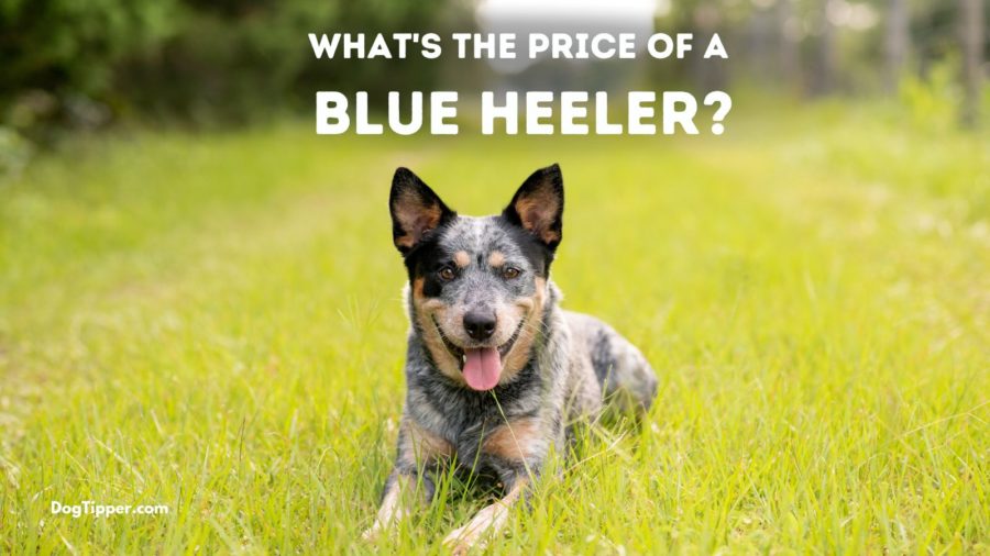 Price of a Blue Heeler at a Breeder, Breed Rescue or a Shelter