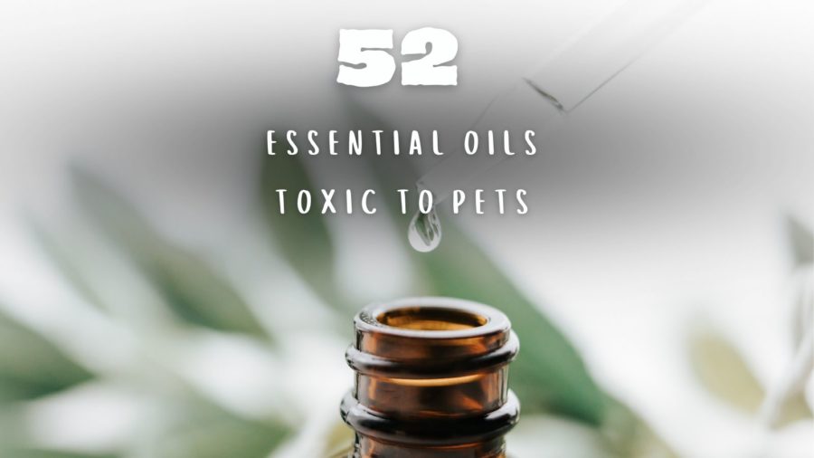 Essential oils are toxic to pets