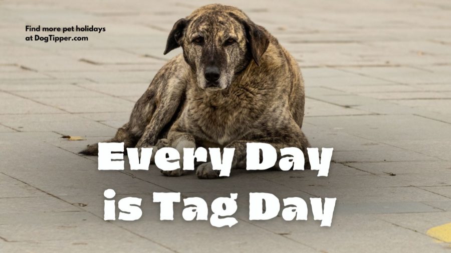 Every Day is Tag Day (+ 4 Tips to Keep Your Dog Safe!)