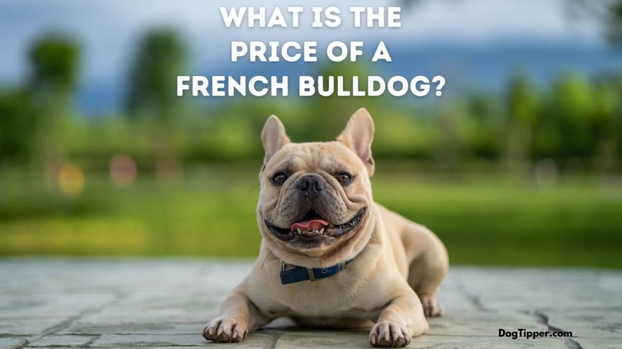What's the French Bulldog Price at a Breeder, Breed Rescue & Shelter?