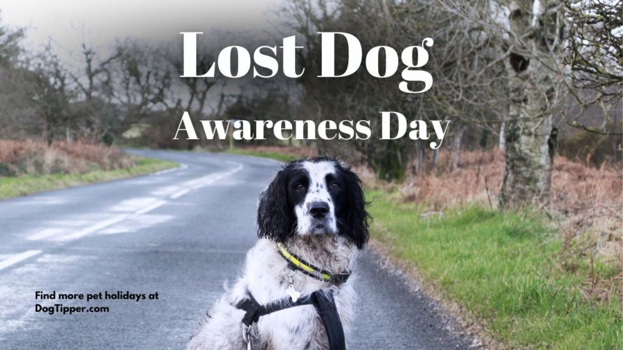 Lost Dog Awareness Day #LostDogAwarenessDay