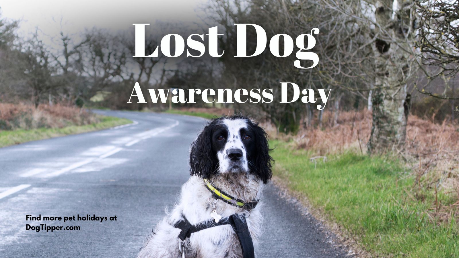 Lost Dog Awareness Day
