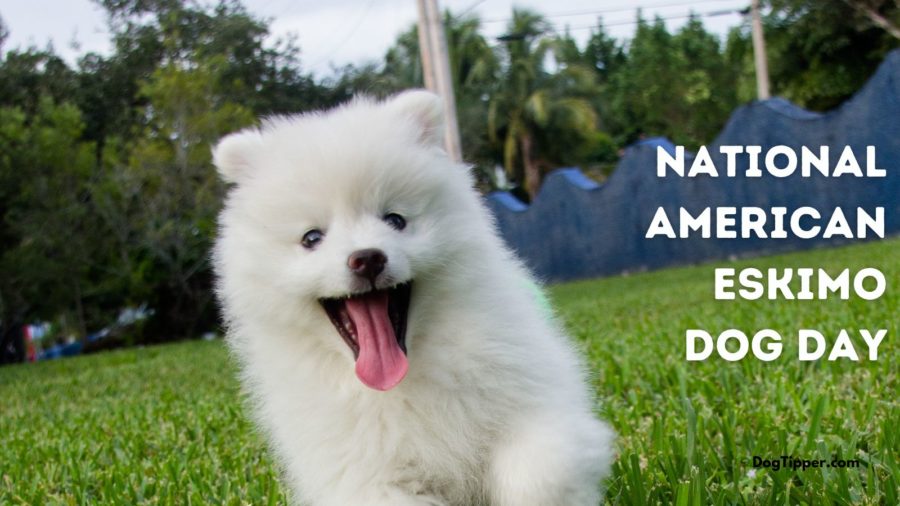 Celebrate American Eskimo Dog Day