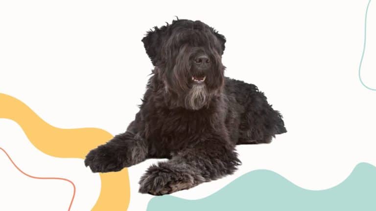 National Bouvier des Flandres Day