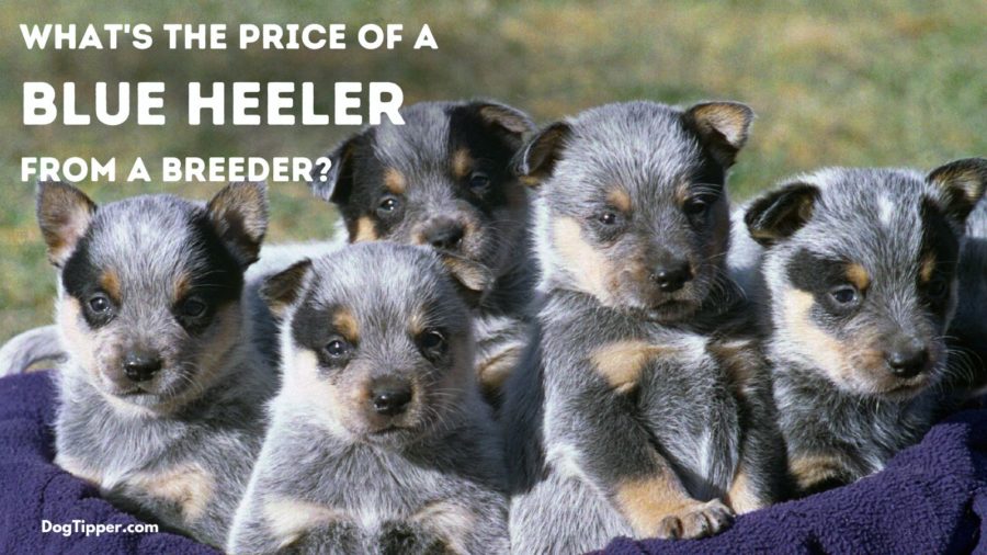 How Much Does an Australian Cattle Dog Cost from a Breeder?