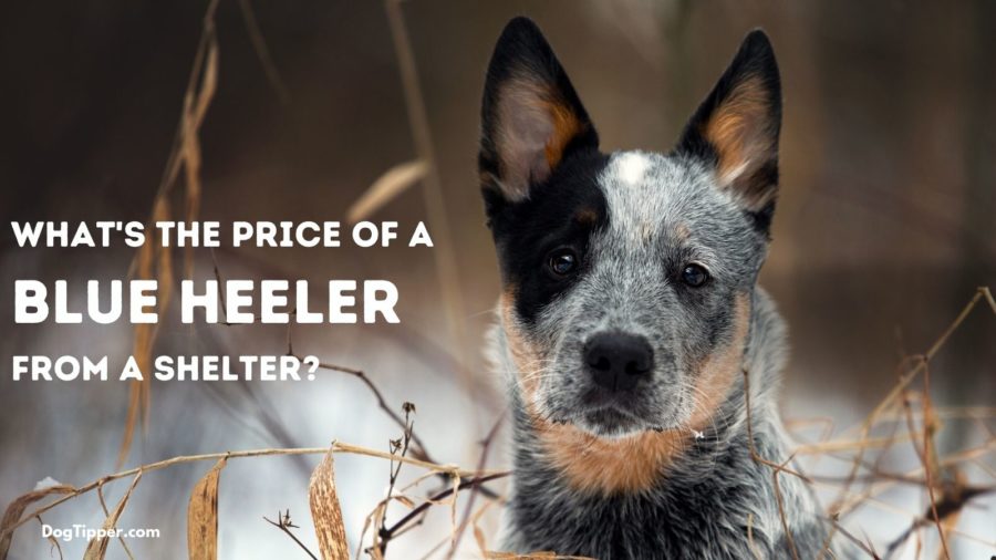 What’s the Price of Adopting a Heeler at a Shelter?