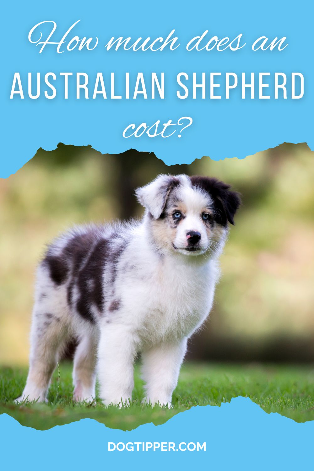 ¿Cuál es el costo de un cachorro de pastor australiano?
