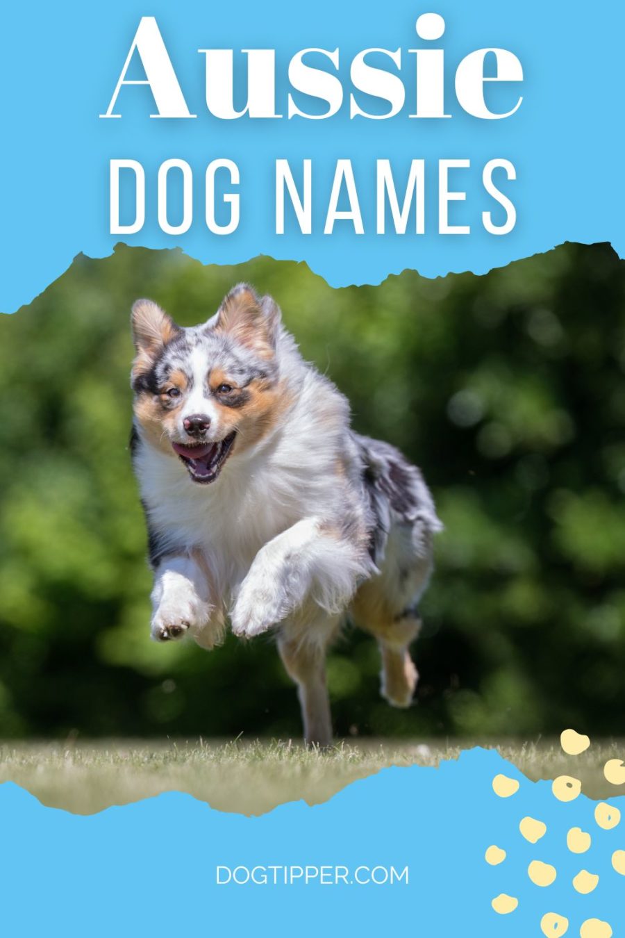 Unique Australian Shepherd Names