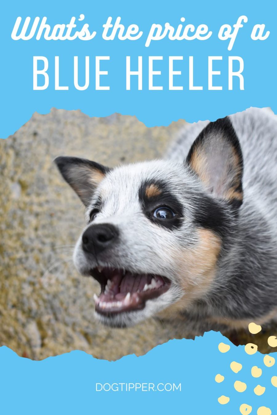 What's the price of a Blue Heeler?