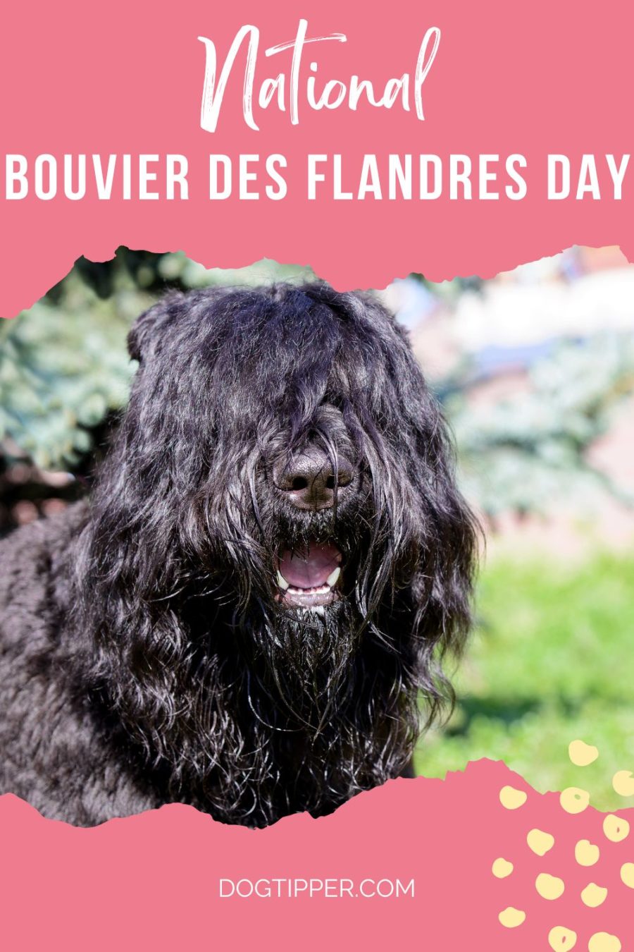 January 16th has been declared National Bouvier des Flandres Day.