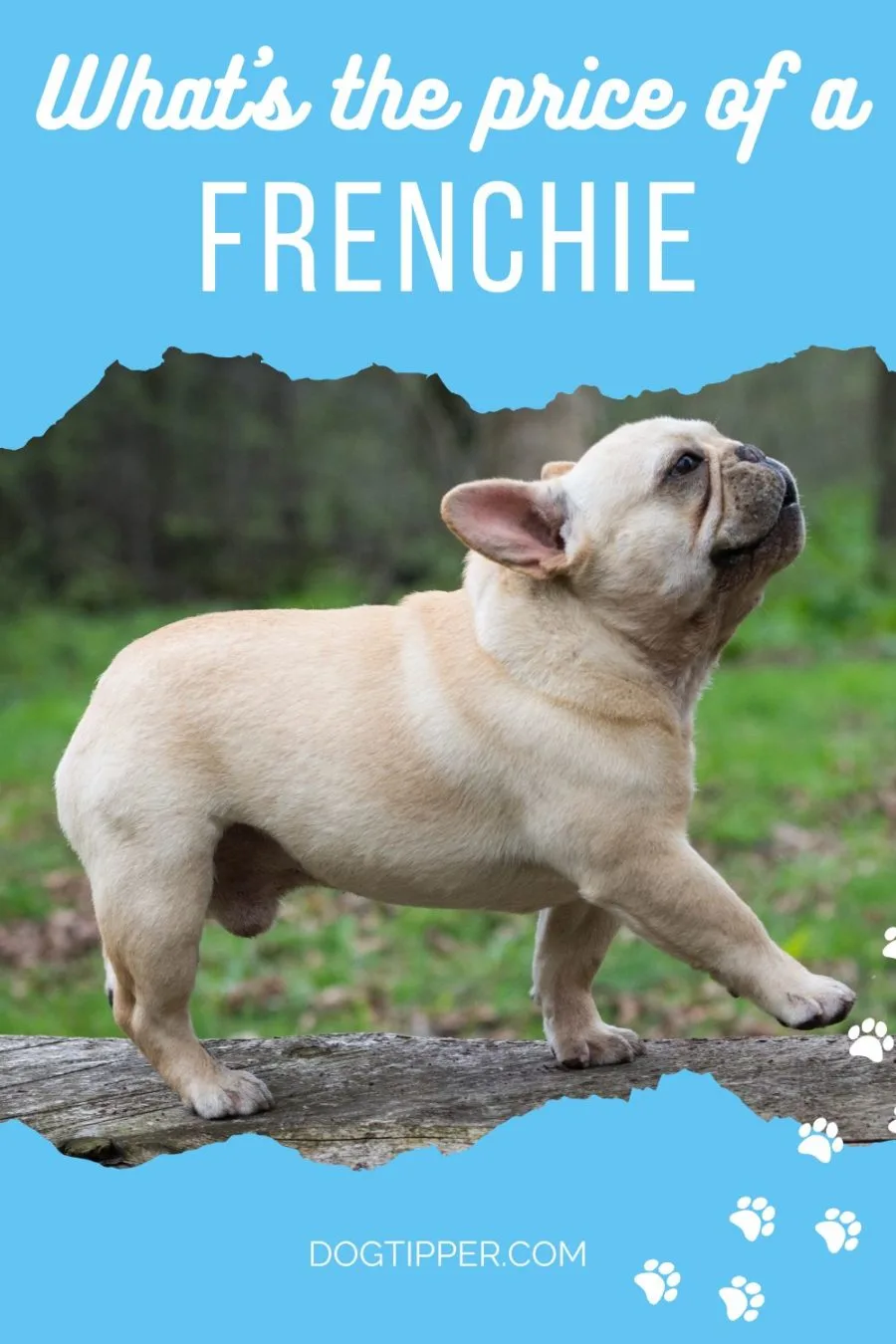 What's the Price of a French Bulldog? Prices at breeders, breed rescues and shelters