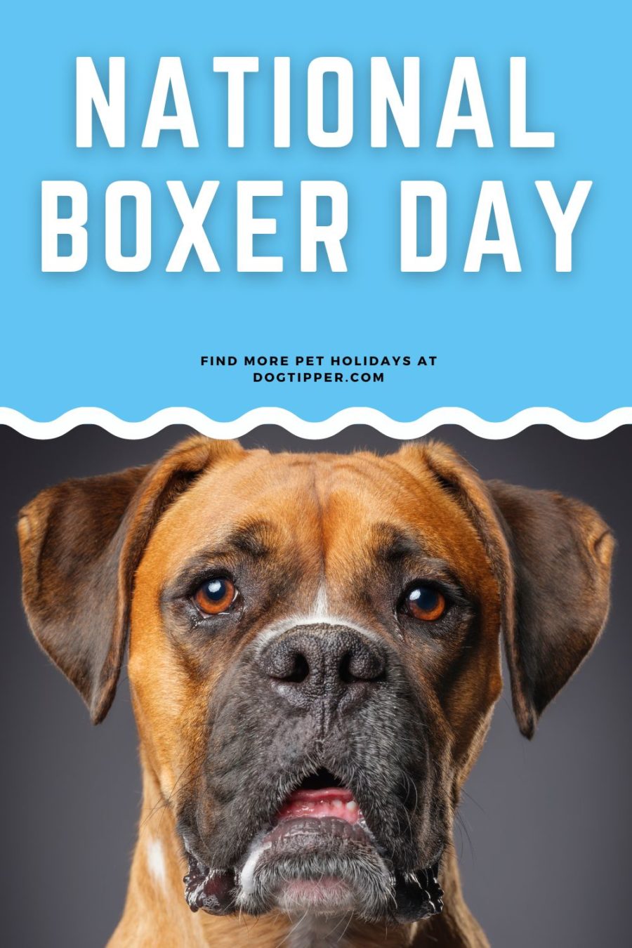 National Boxer Day