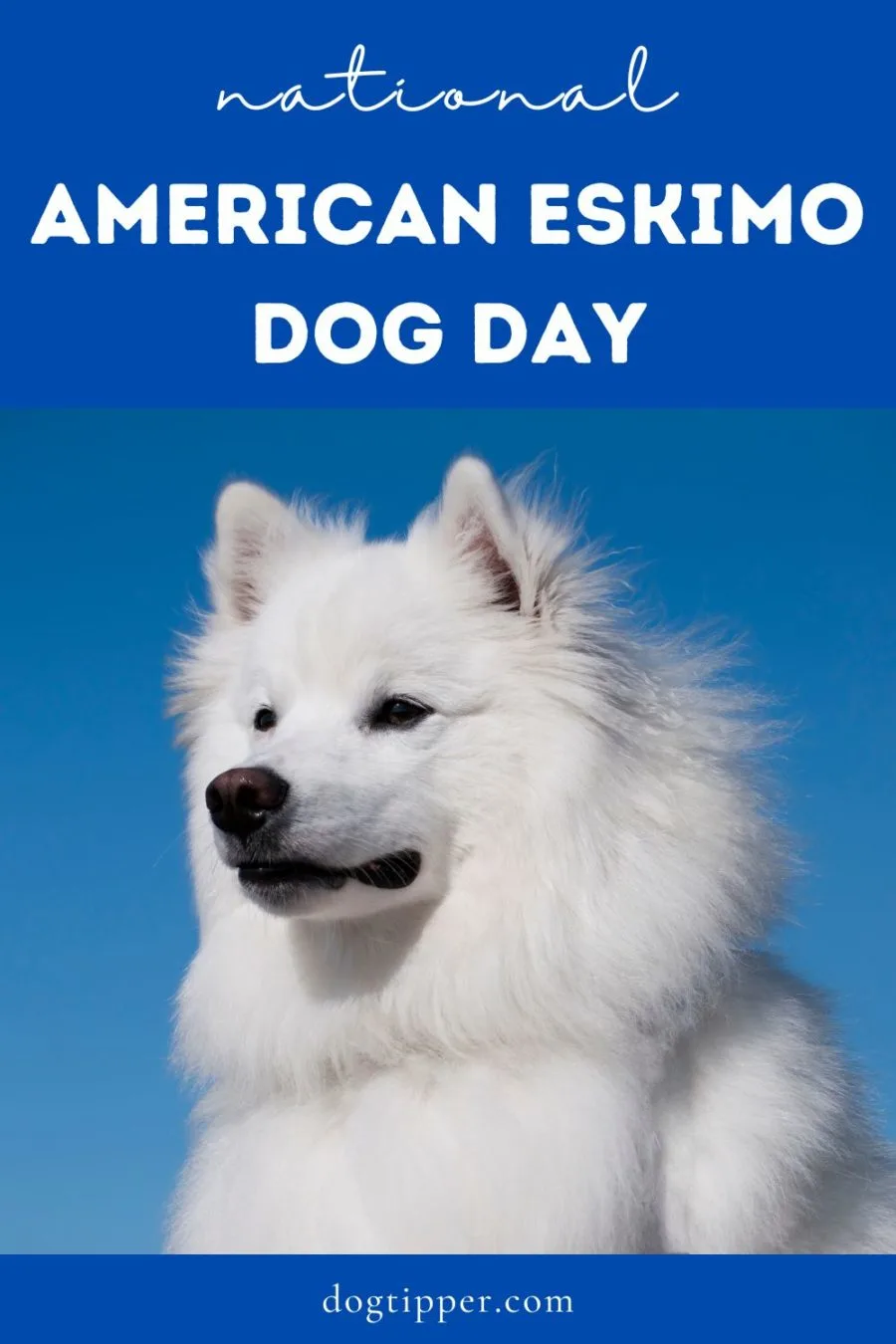 National American Eskimo Dog Day