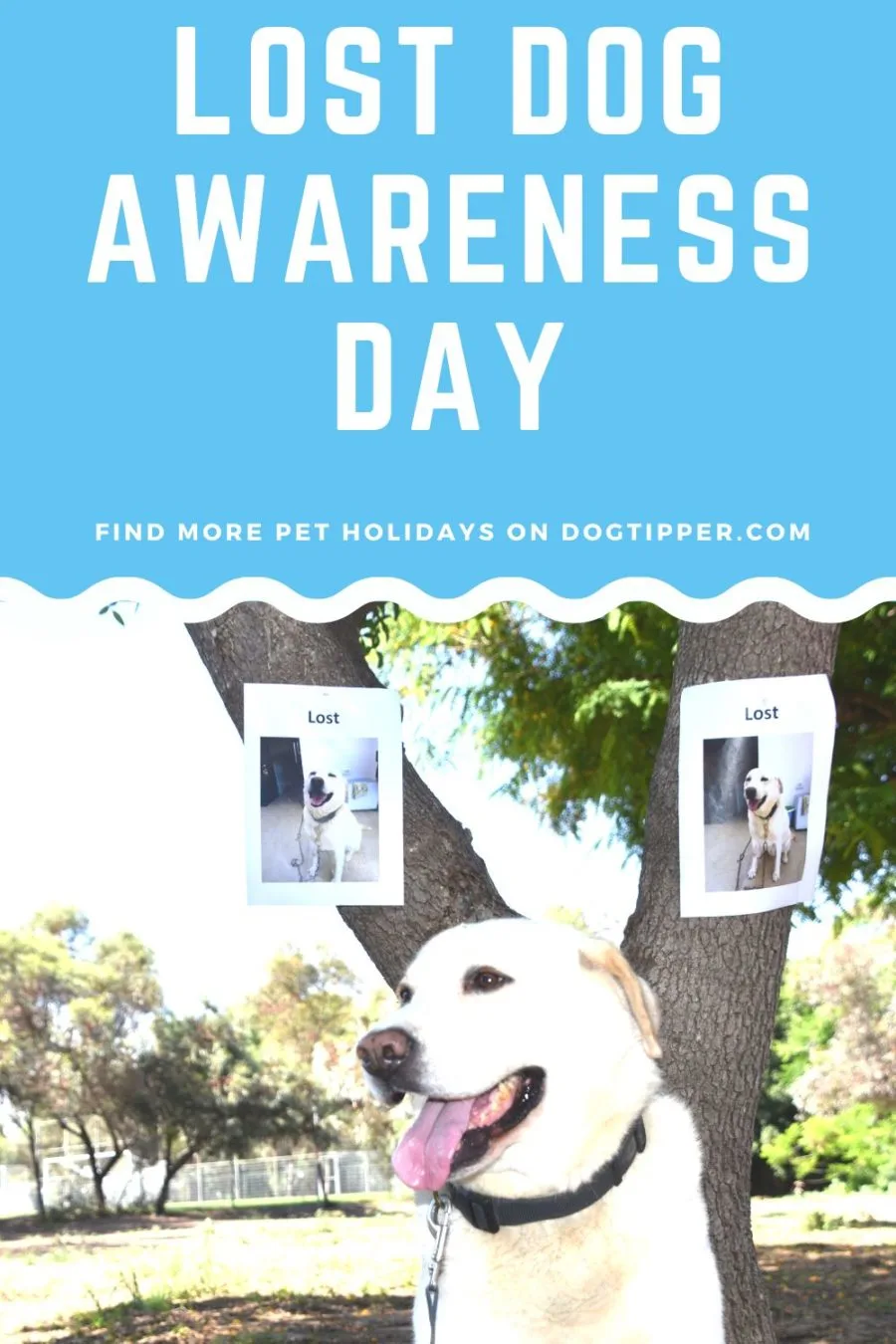 Lost Dog Awareness Day -- pet awareness day to help reunite lost  dogs with their families