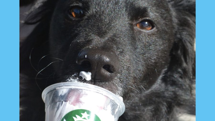dog eating puppuccino from Starbucks