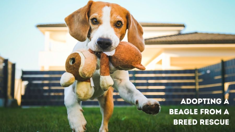 Price of adopting a beagle from a breed rescue