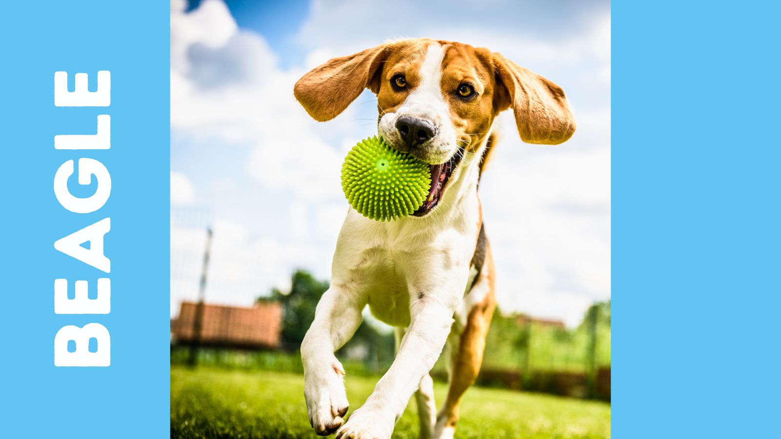 Breeders, Rescues & Shelters (2023)
