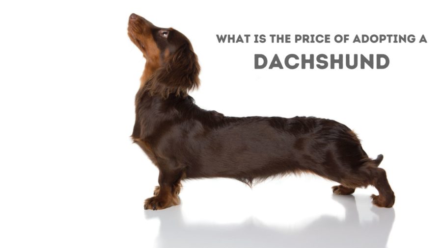 What's the price of a adopting a Dachshund or Miniature Dachshund at a shelter?