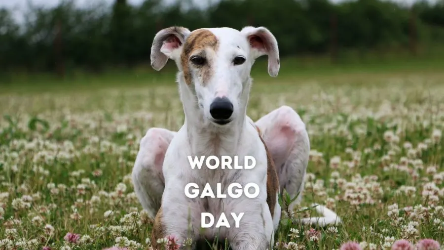 Helping to shine a spotlight on one of the darkest animal welfare issues, World Galgo Day was established.