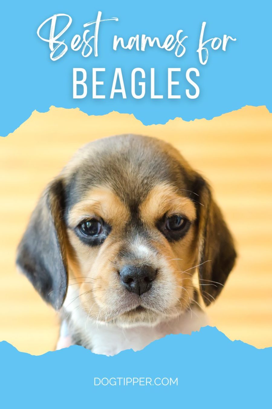 Beagle Names for your Tricolor, Red & White or Lemon Beagle!