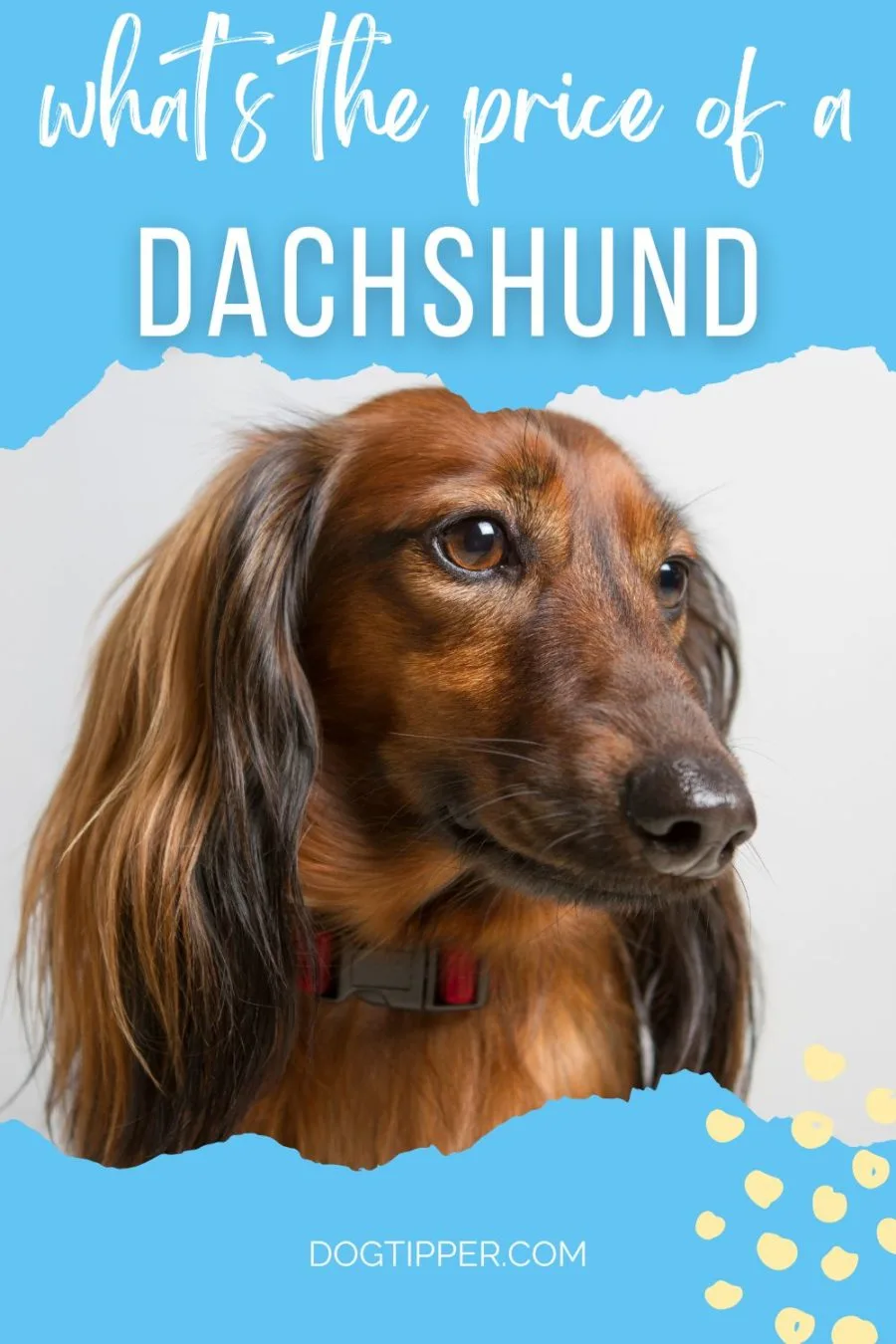 https://www.dogtipper.com/wp-content/uploads/2022/12/pinterest-dachshund-price-900x1350.jpg.webp