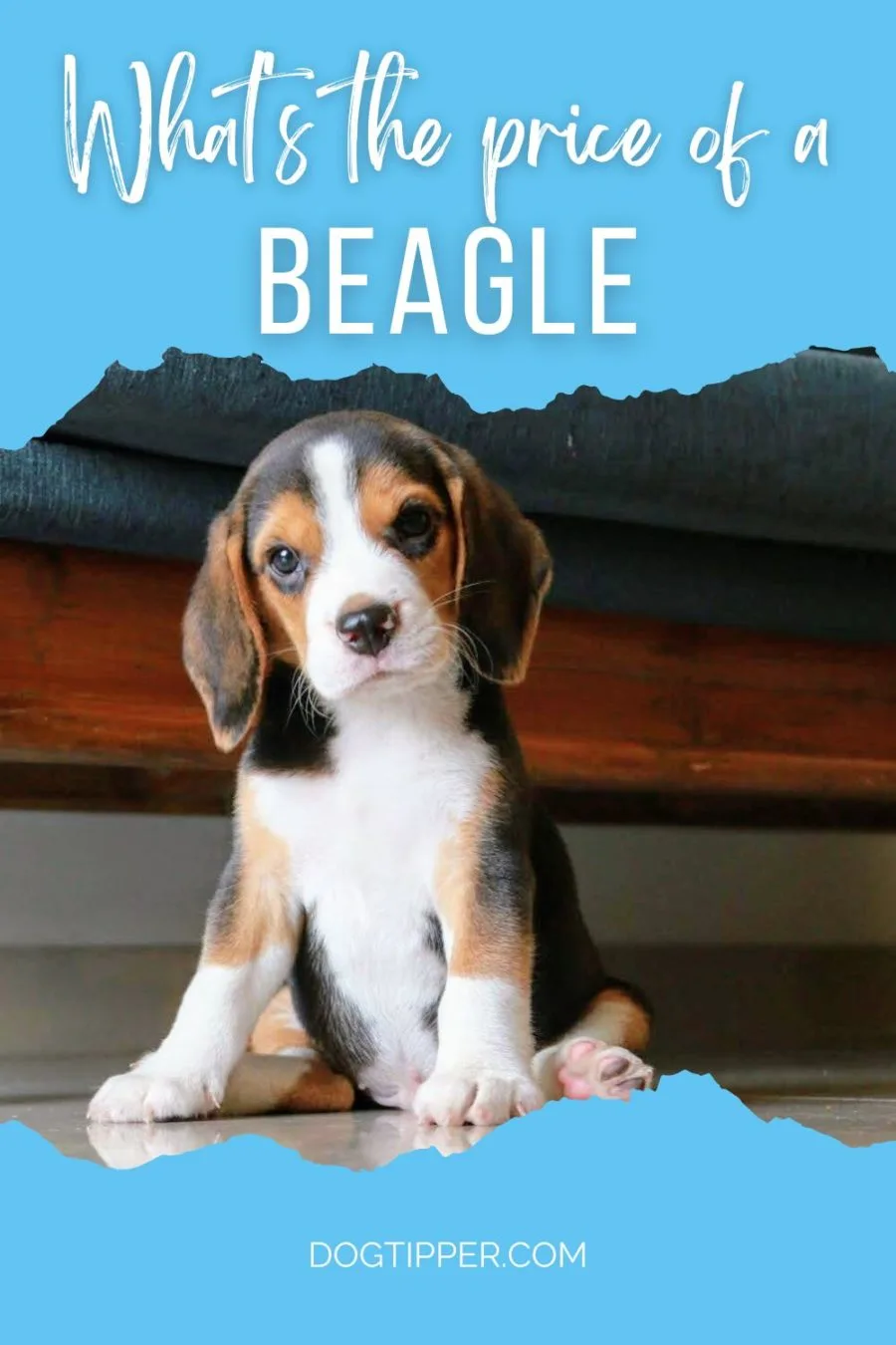 What's the price of a Beagle at a breeder, breed rescue or shelter?
