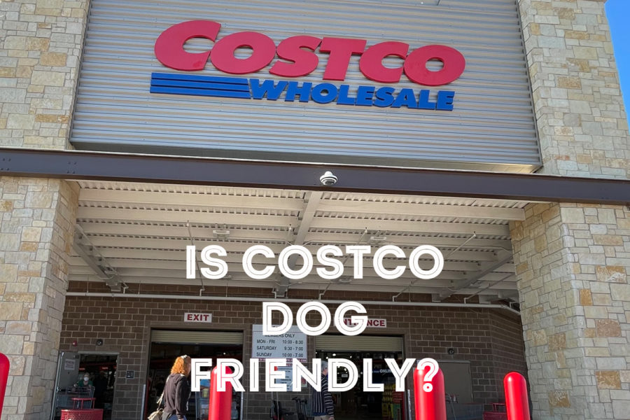 Are dogs allowed in a Costco store?