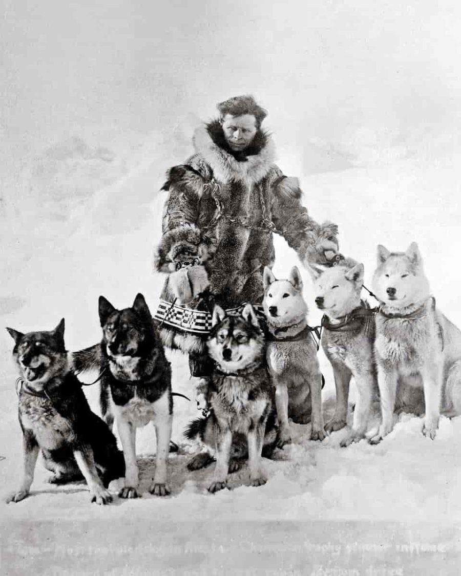 Historic photo of serum run of 1925, musher and sled dogs