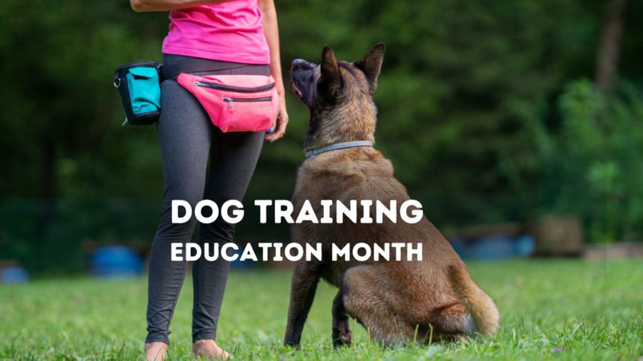 Dog Training Education Month recognizes the importance of teaching your dog the right behaviors.