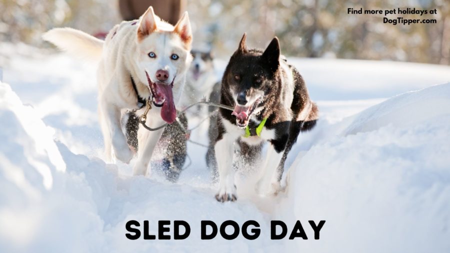 Sled dogs have been used for hundreds of years to aid transport and labor, working in cold, harsh climates, from the frozen tundra of Alaska to the snowy terrain of Canada, and are honored Annually on Sled Dog Day.