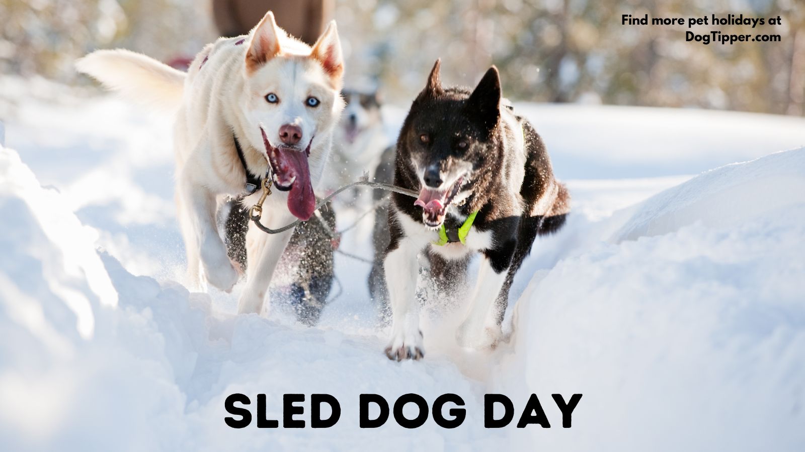 Sled Dog Day Honoring the Heroes of the Trails