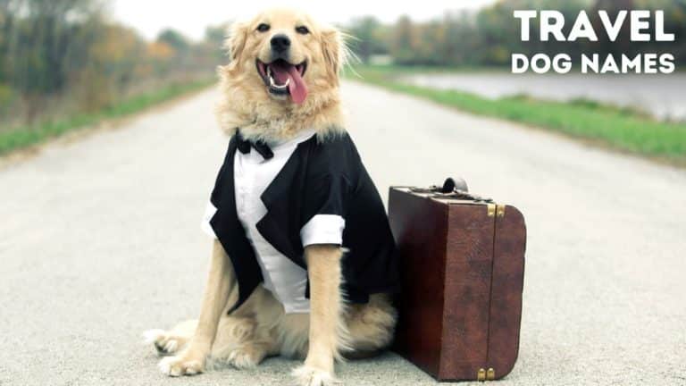 175 Travel Dog Names for Your New Puppy 🐶