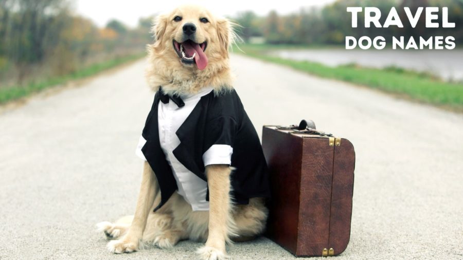 If you love to travel, you just might be considering some travel dog names for your new companion.