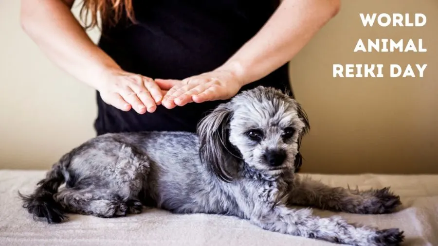 World Animal Reiki Day is a special day dedicated to the healing power of animal reiki.