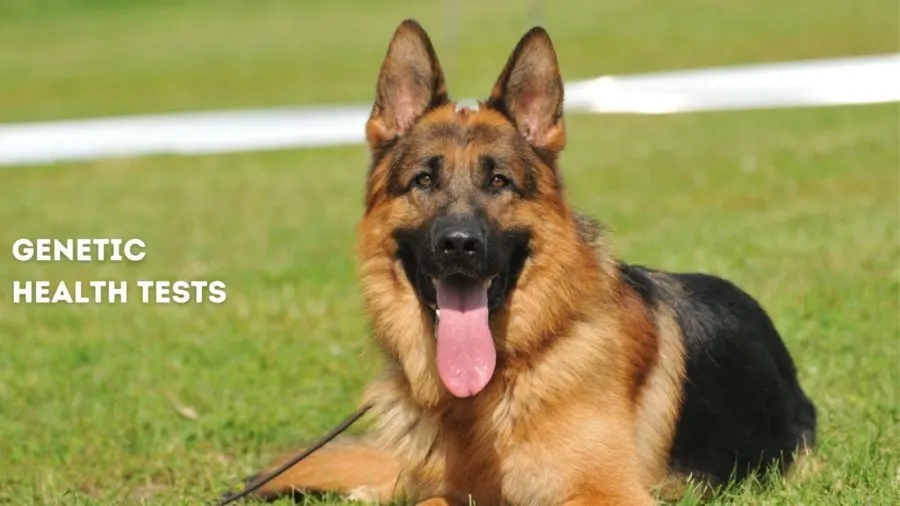 Genetic health tests for German Shepherd Dogs