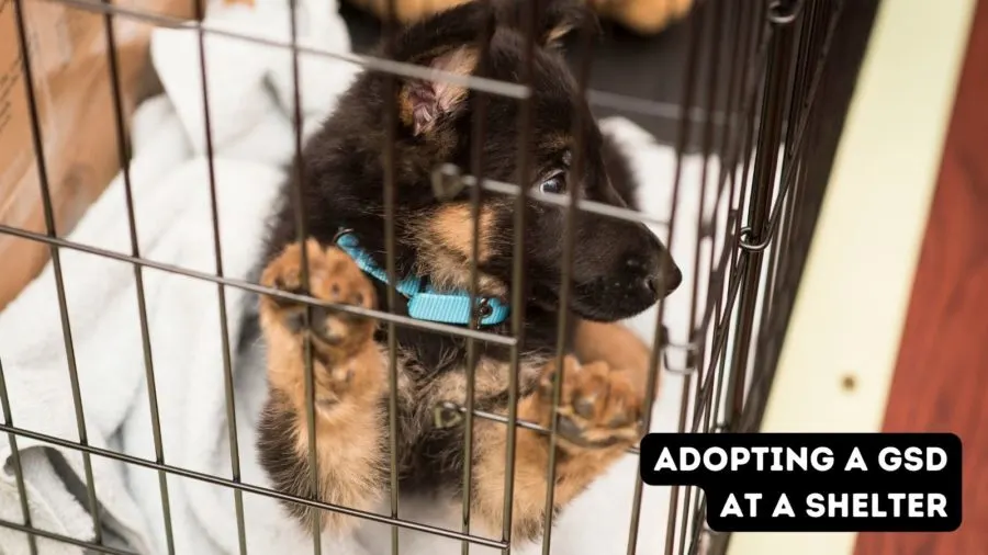 Adopting a German Shepherd or German Shepherd mix at a shelter